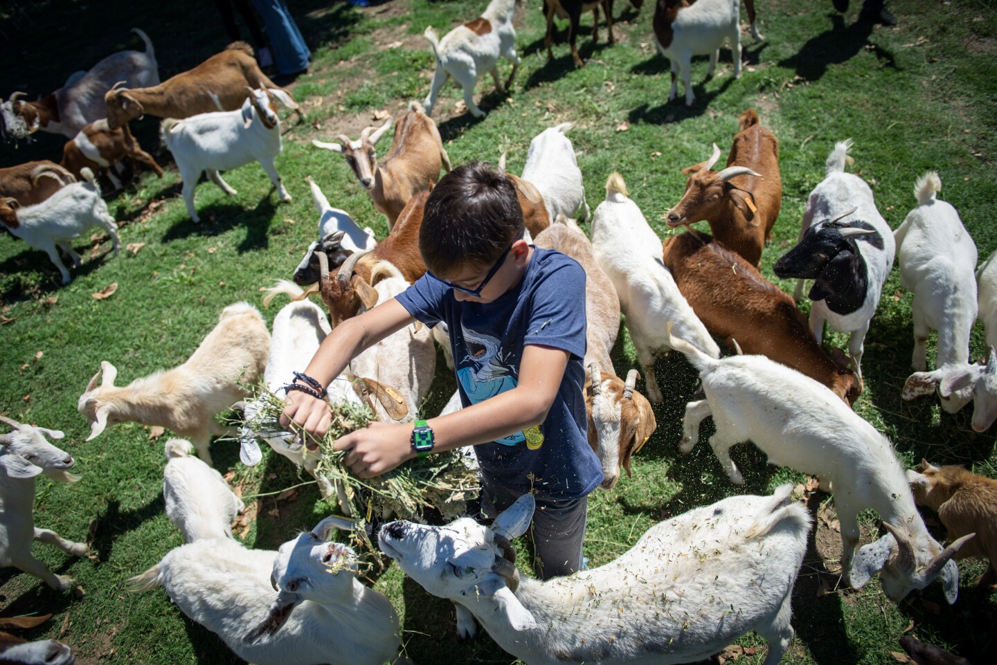 A child feeds a herd of goats in this undated photo in Clairmont Mesa.
