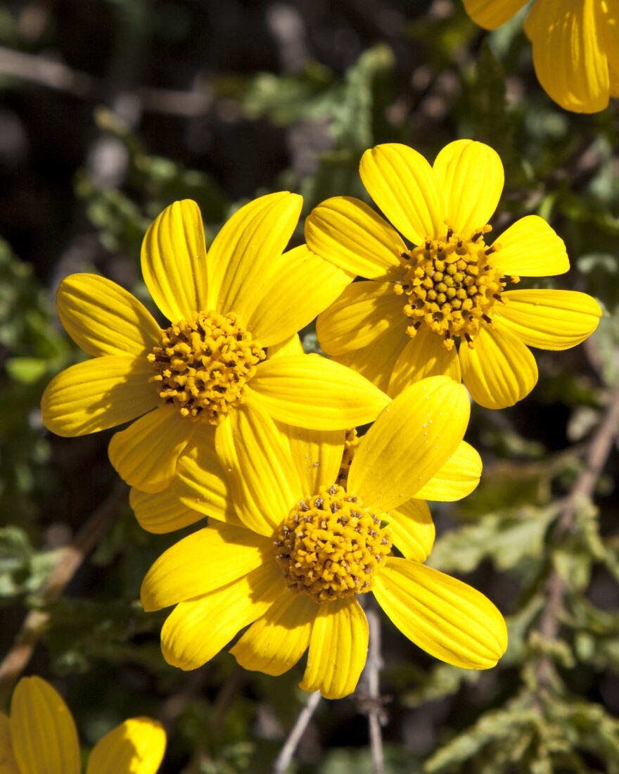 San Diego Super Bloom At Mission Trails Regional Park KPBS Public Media