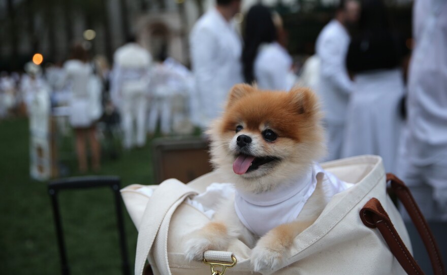 Even four-legged guests observed the chic, strictly white dress code at Wednesday's event.