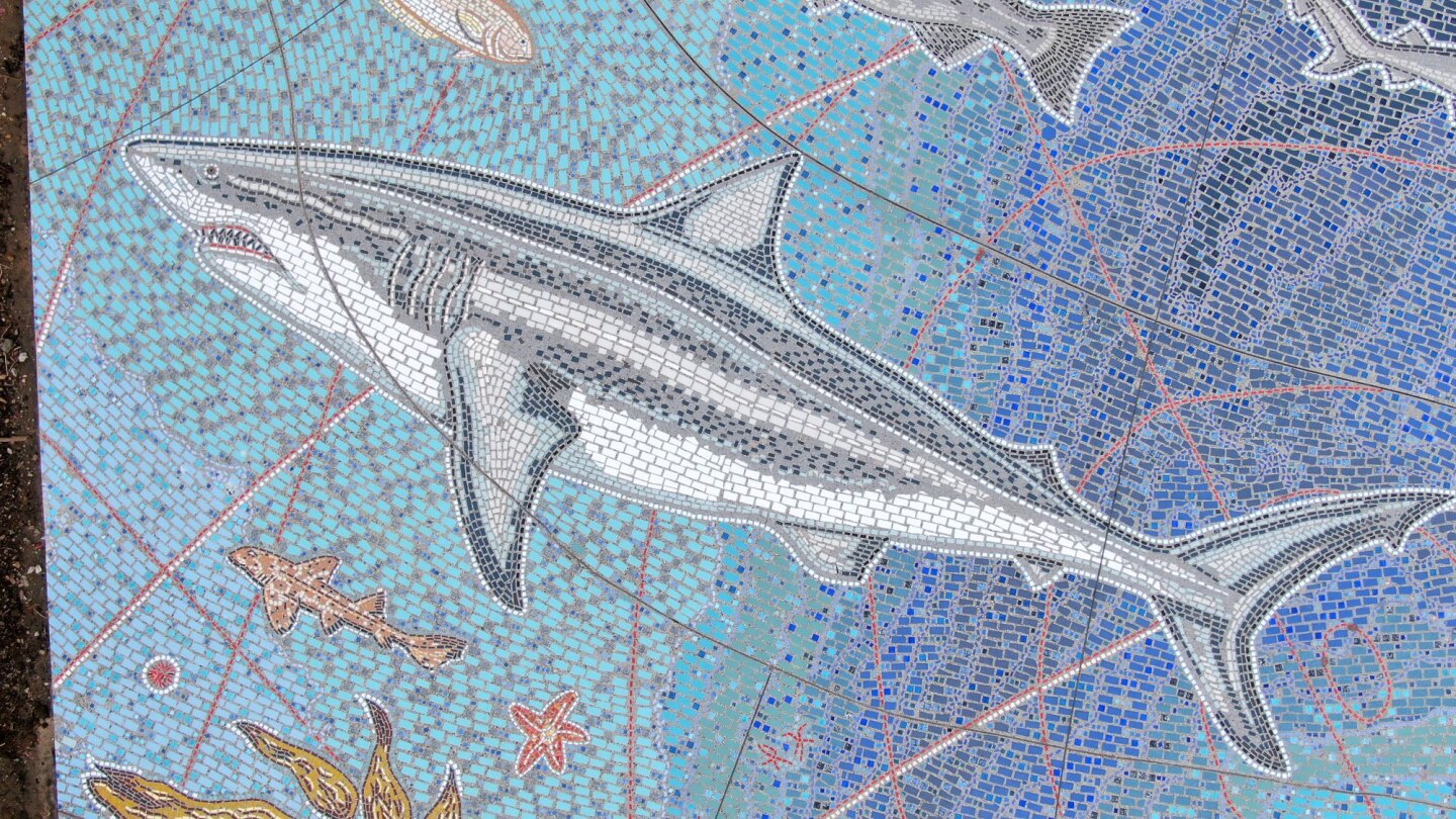 An undated photo of the great white shark as depicted in The Map of the Grand Canyons of La Jolla mosaic at Kellogg Park in La Jolla Shores.