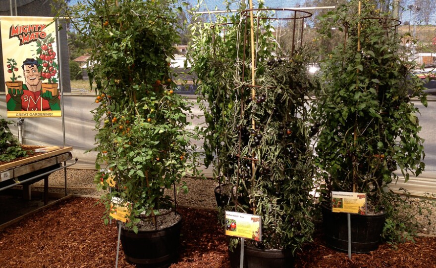 Tomato plants, Spring Trials in Vista, Calif.