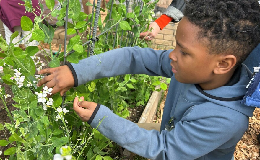 Blake Collins picks herbs to use in a cooking and nutrition class.