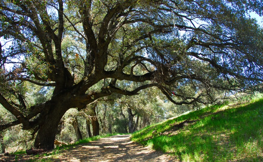 An undated photo of Santa Ysabel Open Space Preserve East.