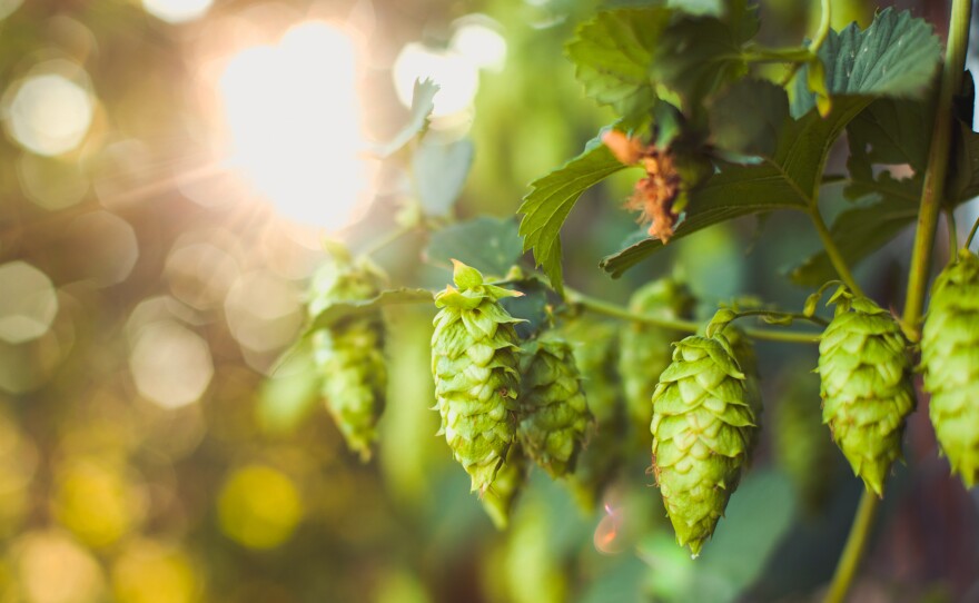 The spike in demand for small-batch beers has infused new life into small, family owned hop farms that were teetering on the edge of bankruptcy.