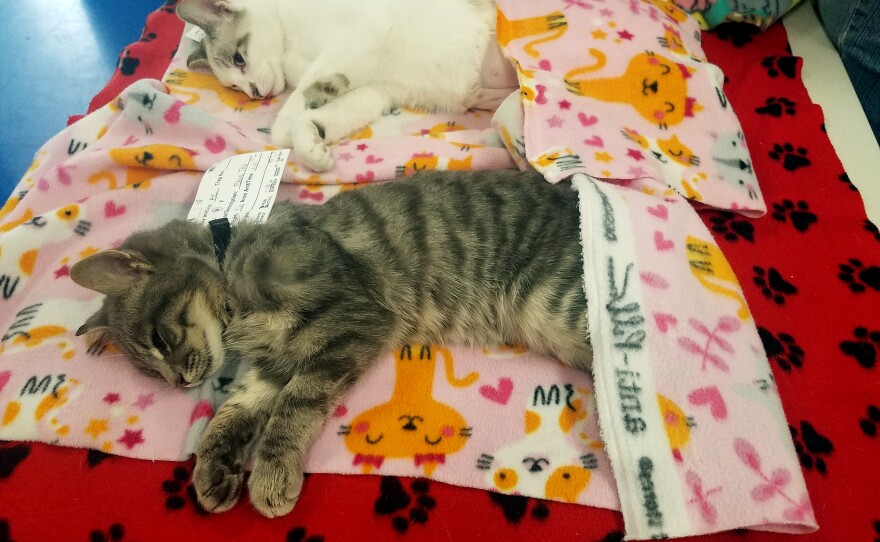 Cats sleep off their anesthesia after being spayed or neutered at the Feral Cat Coalition's clinic, Nov. 6, 2019.