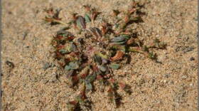 The Orcutt's Spineflower only grows in sandy coastal habitat in this undated photo.