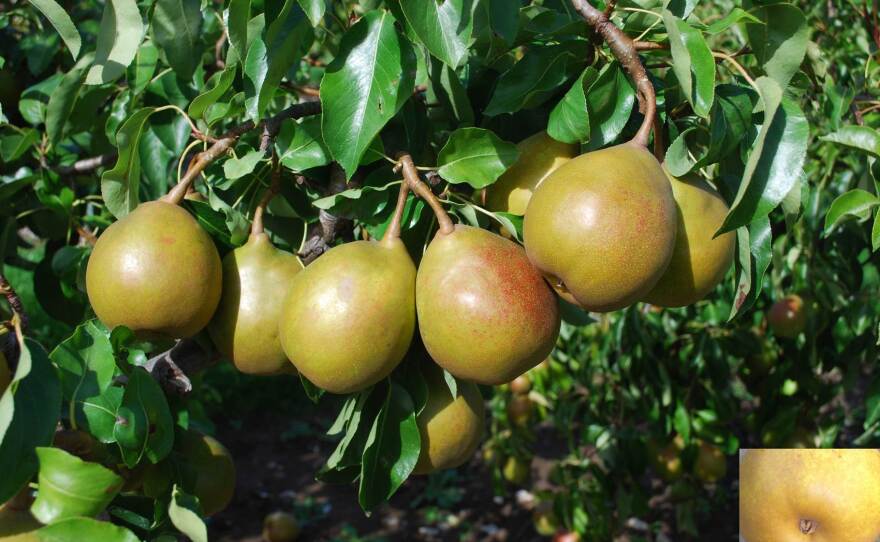 Author Joan Morgan says Beurré Superfin is one of her favorite pears. It's "truly delicious: very buttery, juicy, cream to pale yellow flesh, intensely rich with plenty of sugar lemony acidity," she writes in <em>The Book of Pears</em>.