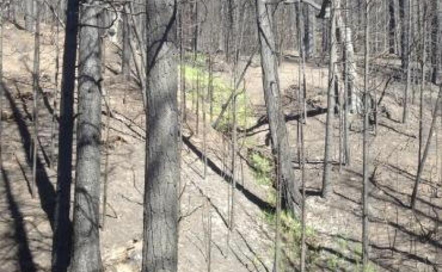 In the undated photo, signs of life return to the area affected by the Rim Fire, one of the largest wildfires in California's history that was sparked by a hunter's illegal campfire Aug. 17, 2013. 