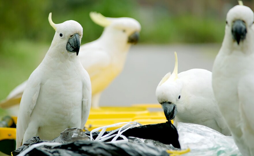 White sulphur-crested cockatoos raiding a trash bin in Sydney, Australia. From episode two “Survival.”
