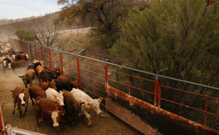 Cattle start careening down the dusty hillside, and are funneled into pens on the U.S. side.