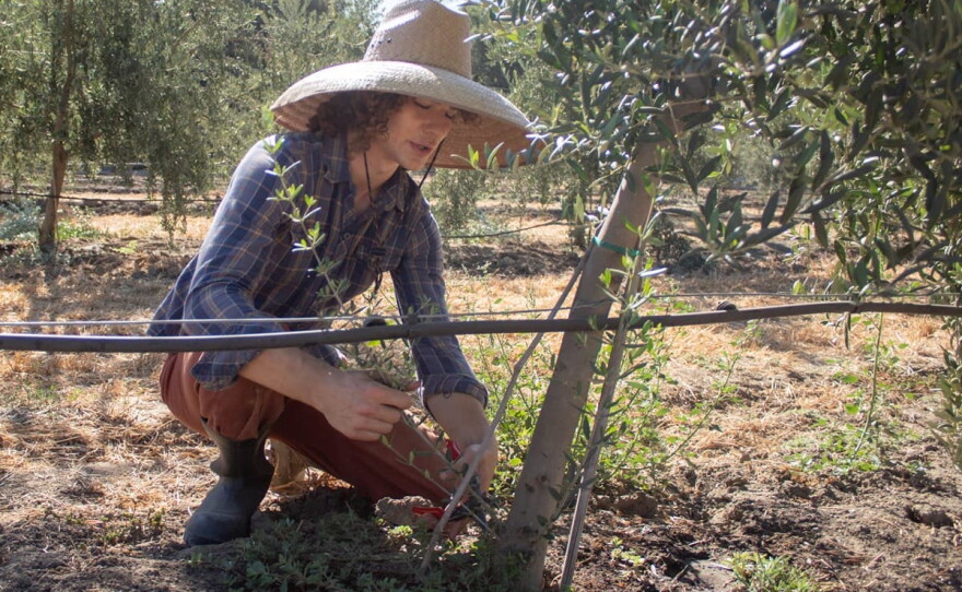 Kyle Moeller, 24, maintains olive trees Thursday, July 30, 2026, in Woodland.