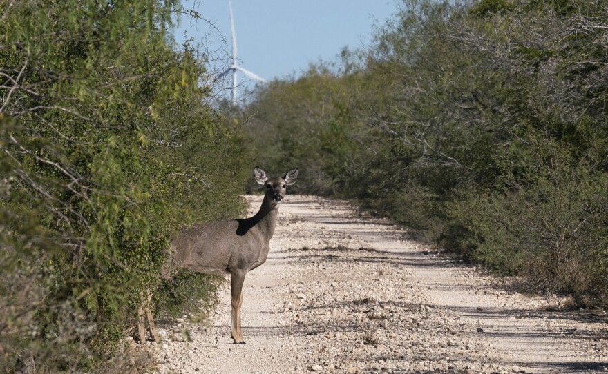 A white-tailed deer emerges from the brush. The Lower Rio Grande Valley National Wildlife Refuge has some of the richest biological diversity in North America--with 1,200 plants, 300 butterflies, and 700 vertebrates, of which 520 are birds.