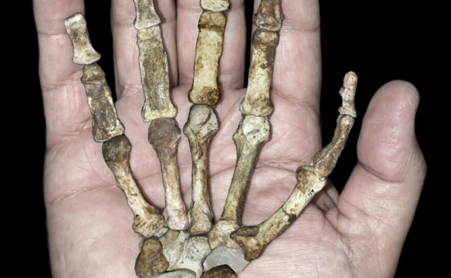 The hand skeleton of an adult <em>Australopithecus sediba</em> against a modern human hand. Anthropologists say the skeleton shows a "mix-and-match" anatomy, with traits of both primitive and modern animals.