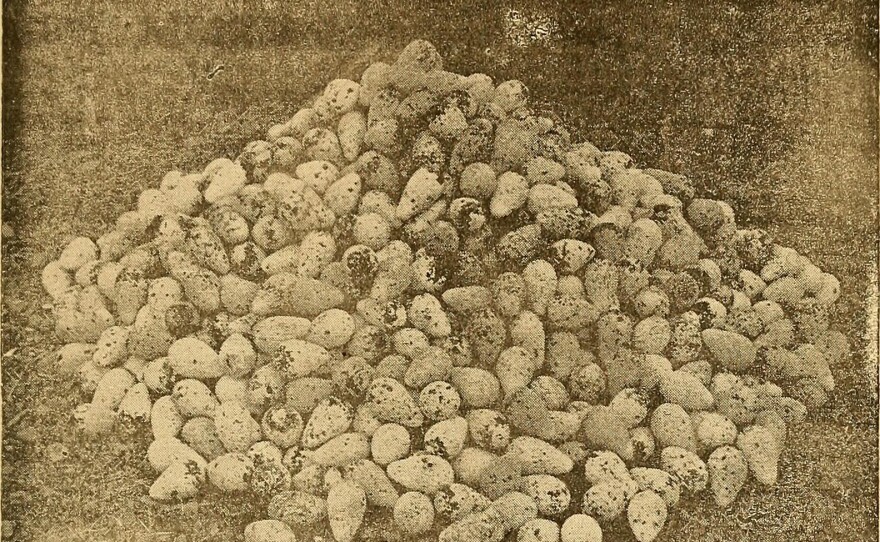Eggs of the common murre collected from the Farallon Islands in the 1880s.
