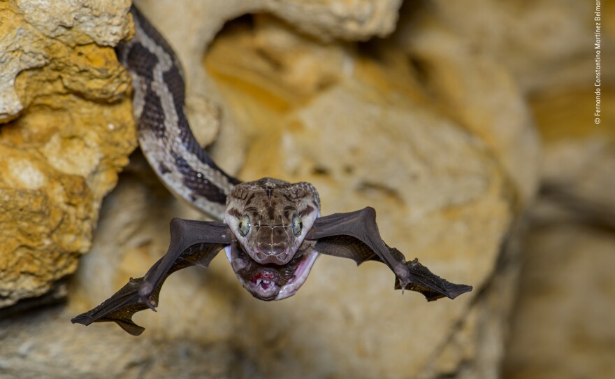 <strong>Amphibians and Reptiles Winner:</strong> <em>The bat-snatcher</em>. Kantemo, Quintana Roo, Mexico. Every evening at sundown in the Cave of the Hanging Snakes, thousands of bats leave for the night's feeding. It is also when hungry rat snakes emerge, dangling from the roof to snatch their prey in midair.