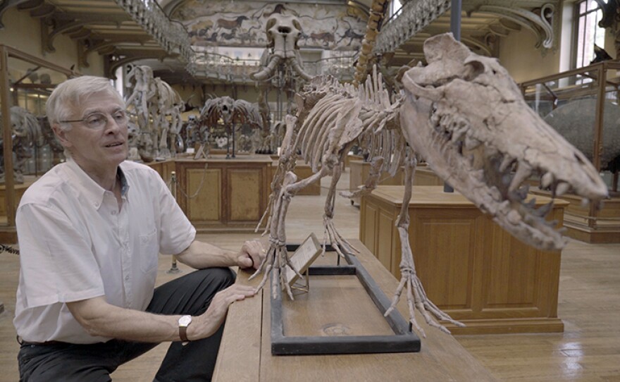 At the Museum of Natural History in Paris, Dr. Christian De Muizon shows off the complete reconstruction of the Pakicetus skeleton, surprisingly an ancient relative of modern day whales.