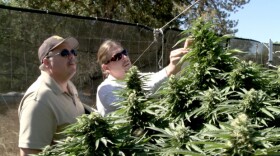 Mendocino County Sergeant Randy Johnson (left) pays a visit to a medical marijuana farm run by Matt Cohen (right) as featured in "The Pot Republic." (Frontline incorrectly identified the officer in this photo by mistake in the original posting. This caption has been corrected.)