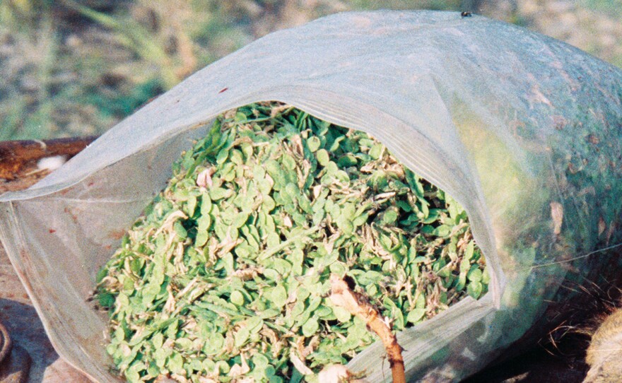 Once the roots of the Eskimo potato got too tough to eat, Christopher McCandless started collecting the seeds in a plastic bag, says author Jon Krakauer.