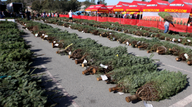 Military families pick out Christmas trees at the Camp Pendleton Trees for Troops giveaway on Dec. 2, 2010.