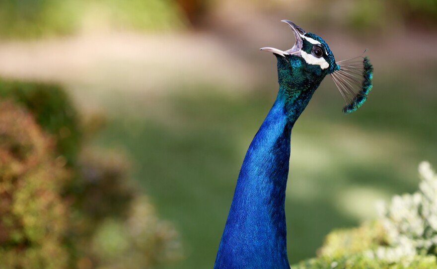 A peafowl screams while standing on a resident's lawn on June 8 in Arcadia, Calif. Peacocks have recently become a nuisance to some residents in the region.