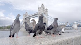 Pigeon flock in front of the London Bridge.