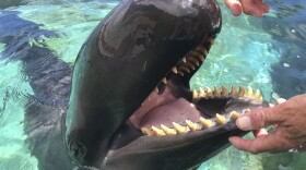 Kina, a 40-year-old false killer whale, works with trainer Jeff Pawloski at Sea Life Park in Waimanalo, Hawaii, May 9, 2017.