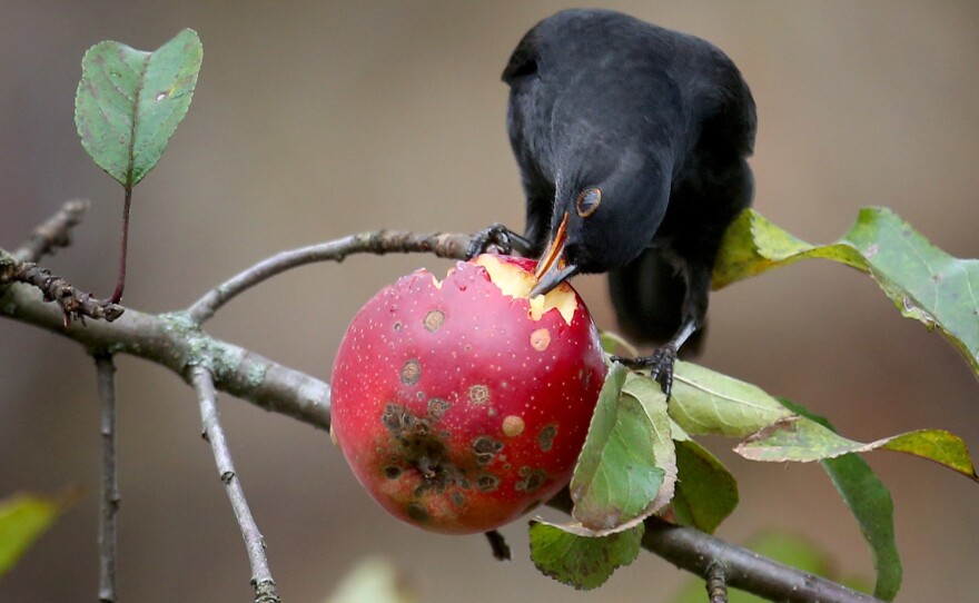 Fruit-eating animals spread the seeds of plants in ecosystems around the world. Their decline means plants could have a harder time finding new habitats as the climate changes.