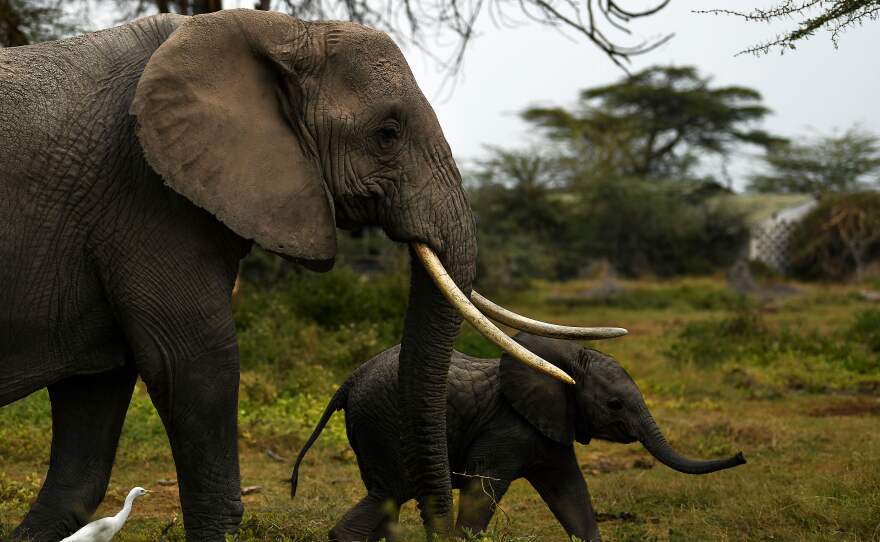 A mother elephant and her calf head for a nearby marsh at Kenya's Amboseli National Park on August 12.