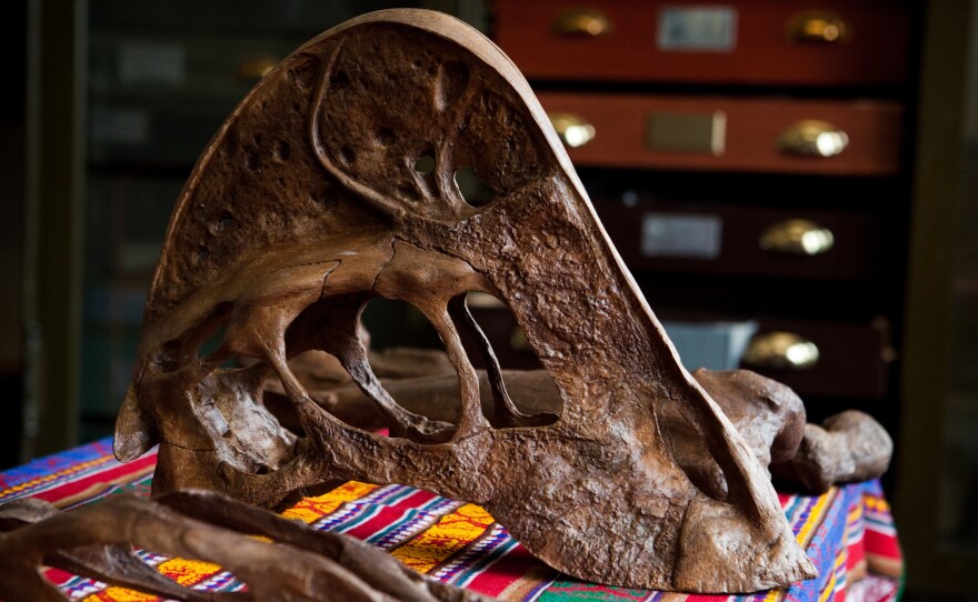 A reconstruction of the skull of the Anzu wyliei at the National Museum of Natural History in Washington, D.C. Its foot-long lower jaw and powerful toothless beak suggest the bird-like creature may have been omnivorous, paleontologists say.