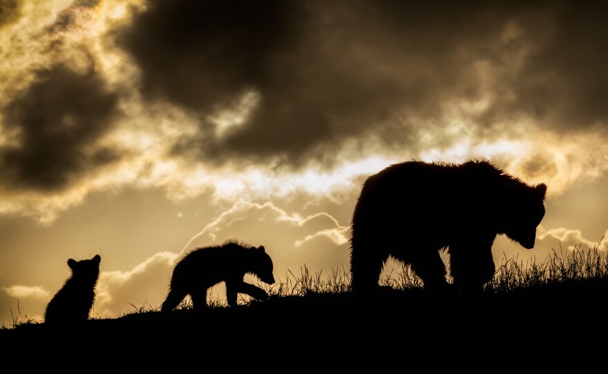 A European brown bear (Ursus arctos) mother and her two cubs silhouetted in the sun. Transylvania is home to almost half of Europe’s brown bears.
