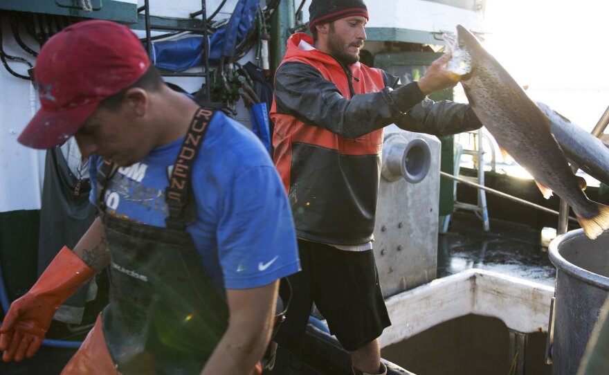 Aboard the fishing vessel Marathon, Nicholas Cooke (left) and Nathan Cultee unload 16 farm-raised Atlantic salmon into a container in Bellingham, Wash.