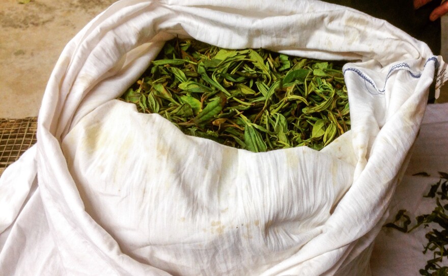 A bag of freshly harvested Camellia sinensis leaves.