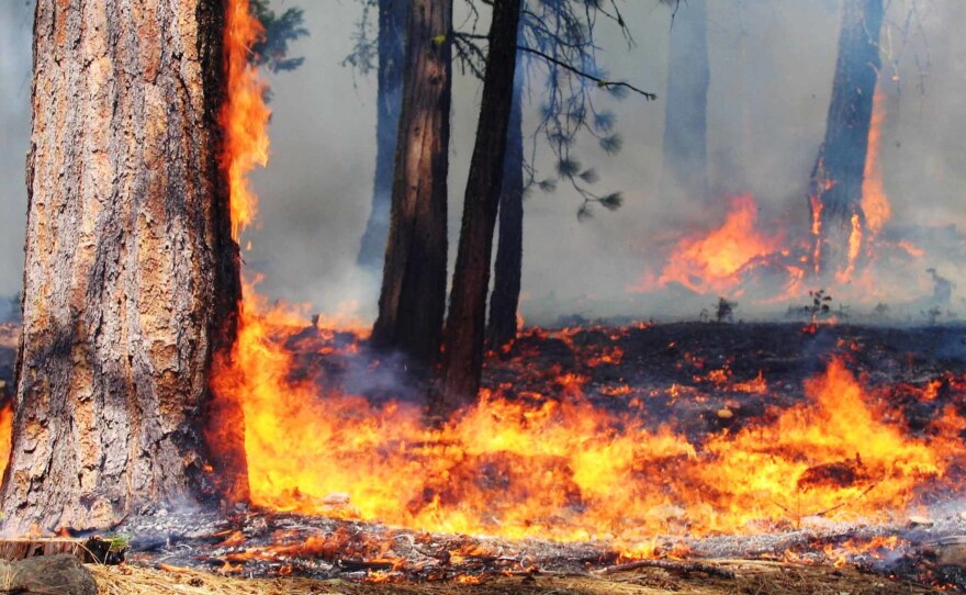 Experts say low-grade controlled burns are a crucial tool to limit extreme fires on millions of acres in the Western U.S.
