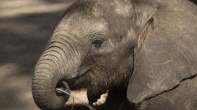 Naledi, a baby elephant orphan who finds her place in the herd with the help of her caretakers. Baby elephants rely on enzymes from their mothers’ milk to help digest grasses and other plants. Abu Camp, Botswana.