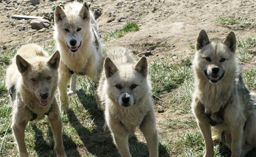 Greenlandic sled dogs aren't pets but rather a primary means of transportation in winter and essential for hunting. Dogs are kept chained in town, though puppies can roam free.