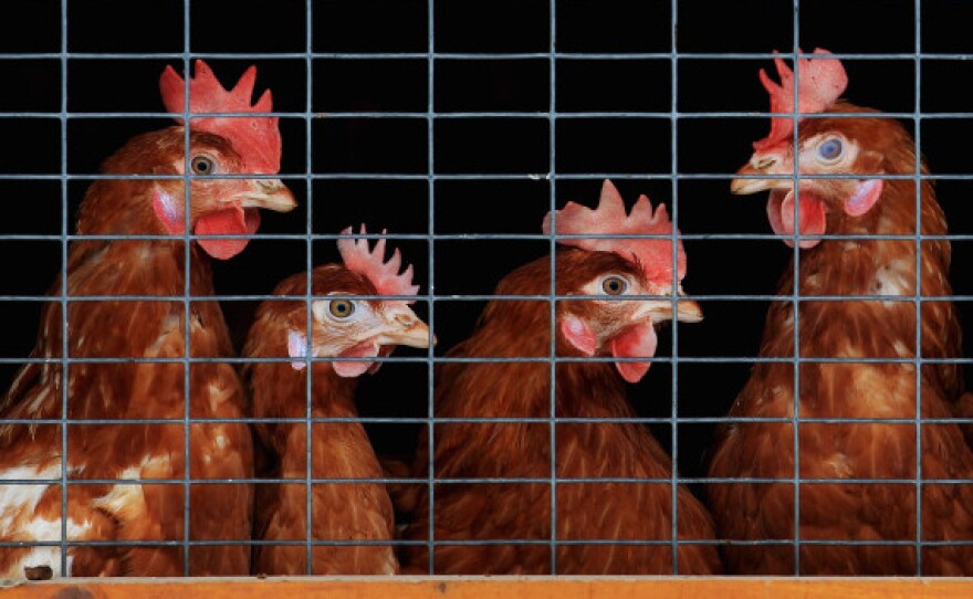 Do complex Wall Street transactions ever do anything to help average people? To answer that question, we consider the case of an imaginary company, Chickens LLC, that's looking to grow.