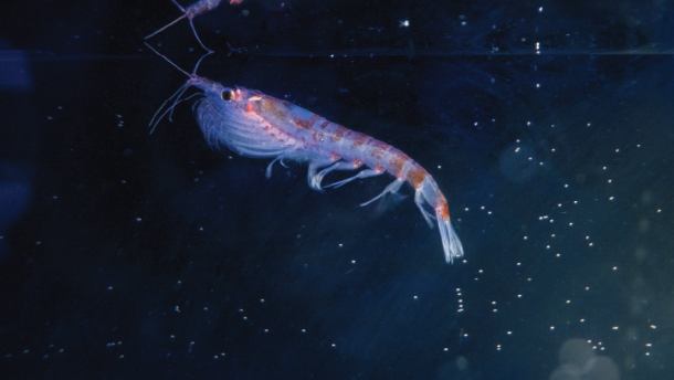 Antarctic krill, a shrimp-like crustacean that holds up the food web at the South Pole, were found at a hydrothermal vent off the Antarctic Peninsula during the National Geographic and Rolex Perpetual Planet Southern Ocean Expedition in collaboration with the Schmidt Ocean Institute.