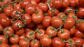 Tomato shortages in the U.K. are being blamed on bad weather, energy prices and trade policy