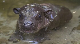 The male pygmy hippo calf was born at the San Diego Zoo to Mabel, a 4-year-old pygmy hippopotamus, just before 9 a.m. on April 9, and weighed 12.4 pounds. 