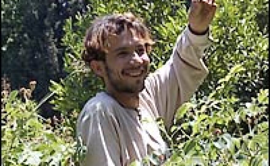 Shafiq Azizi wades through the wreckage of a rose crop he planted in Nimla garden in the mountains near Jalalabad, Afghanistan. Azizi planted the roses for the local villagers to grow and then sell for the production of rose oil and water.