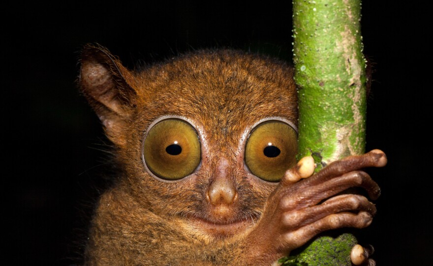 About the size of a rat, the Horsefield's tarsier is a tiny primate. But its eyes are huge! Each one has a volume almost equivalent to that of the animal's entire brain. Recently, scientists found a new type of herpes virus in these tarsiers.