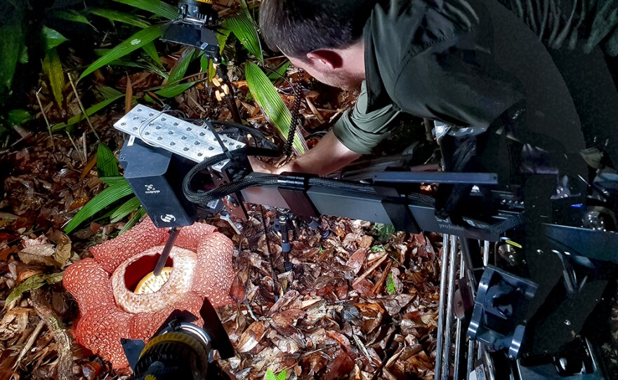 Behind the scenes. Camera operator Oliver Mueller uses a specially built robotic camera system, known as the Triffid, to film the corpse flower (Rafflesia keithii), Borneo.