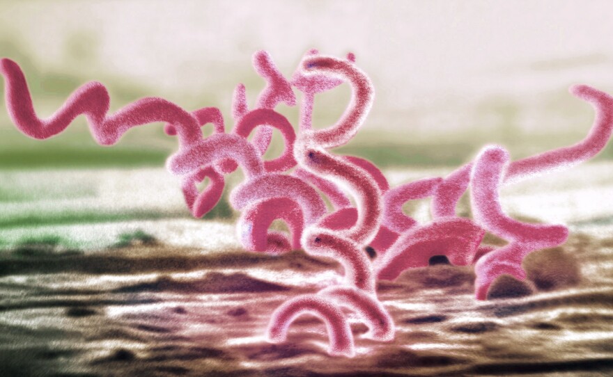 Treponema pallidum, the bacterium that causes syphilis, looks like a writhing snake under a microscope.