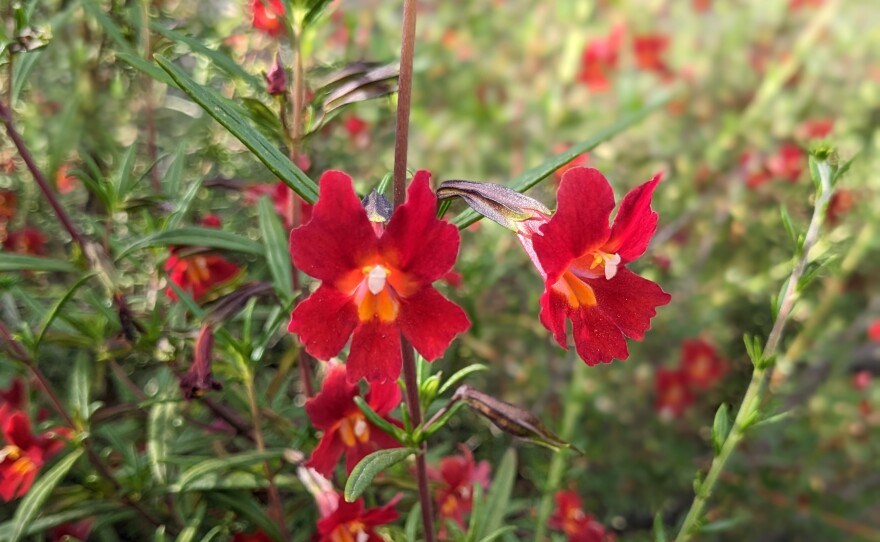The California bush monkey flower blooming at Mission Trails Regional Park, April 19m 2023.