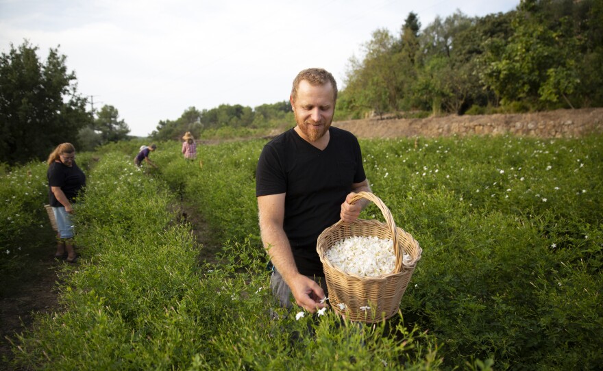 Pierre Chiarla, picking jasmine, says his grandmother and her sisters picked jasmine flowers in this same terraced field 70 years ago. But climate change is a concern. "We are worried because we are seeing, for example, freezing temperatures and hail in the spring much more frequently," says Chiarla.