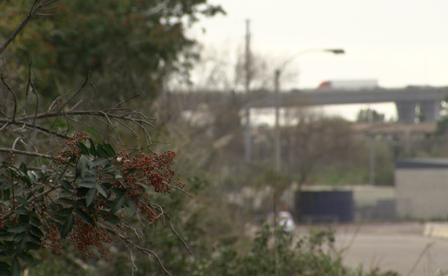 Shrubs line the banks of the San Diego River near the Qualcomm Stadium parking lot, Feb, 3, 2017.