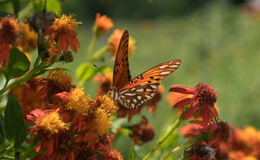 A Gulf fritillary butterfly perches on a flower at the National Butterfly Center, which is home to several endangered plants and threatened animals.