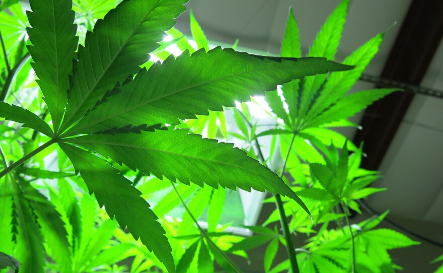 Hemp plants look much like their cousin, marijuana, but lack the THC compound that gives users a high. Hemp fibers are used to make rope, clothing and car interiors.