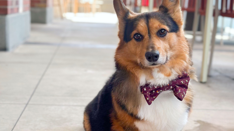 Yappy Hour