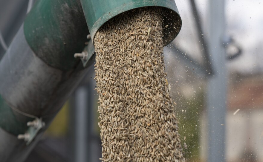 Rye is transferred from a silo into storage containers.